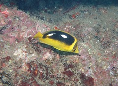 Chaetodon quadrimaculatus