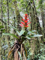 Guzmania gloriosa