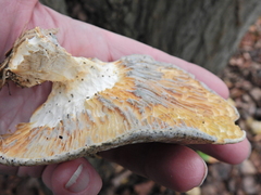 Pleurotus dryinus