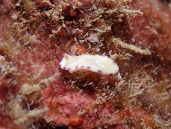 Goniobranchus albopustulosus