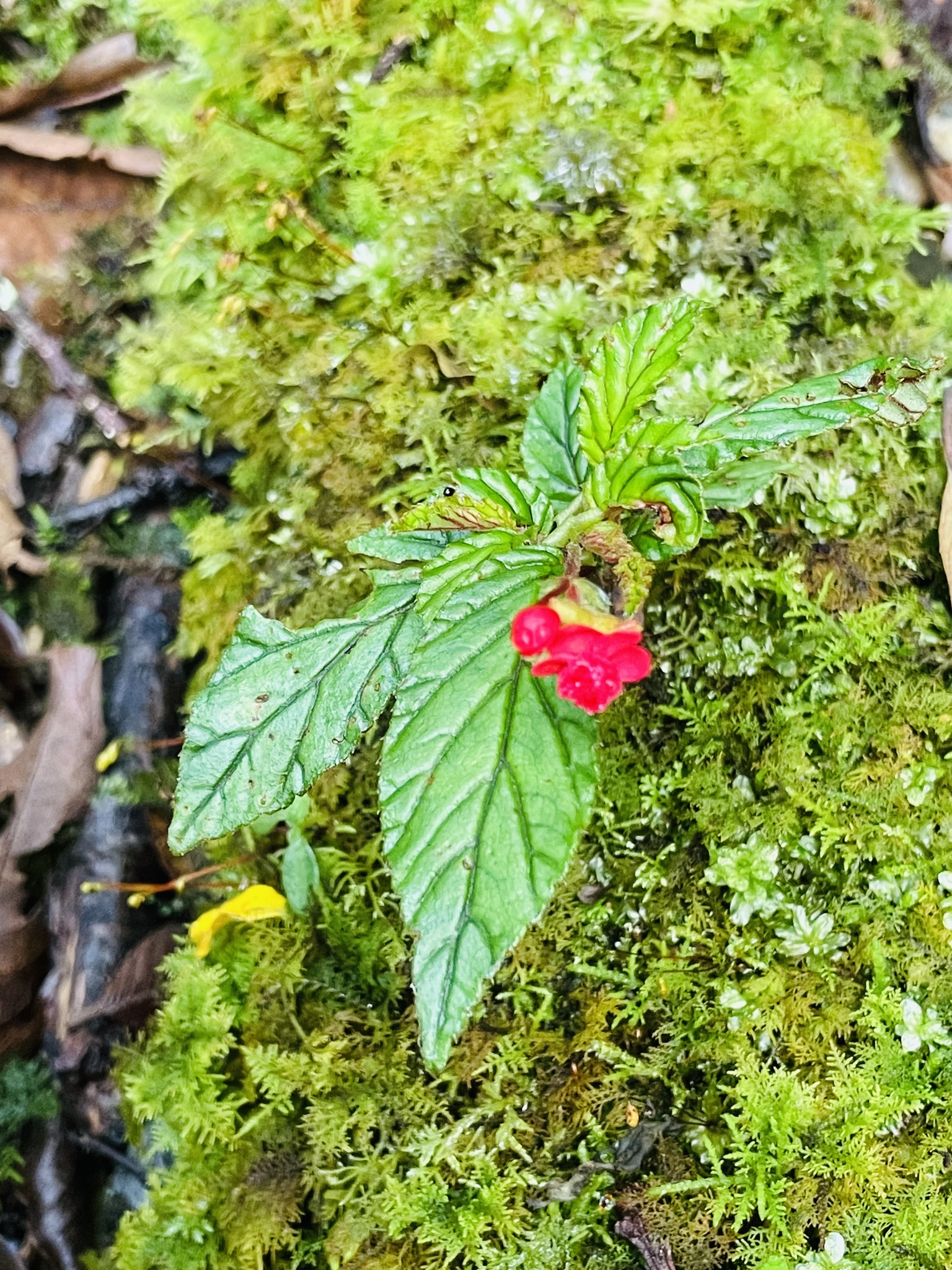 Begonia urticae image