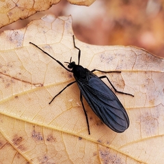 Penthetria heteroptera