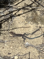 Aspidoscelis hyperythrus