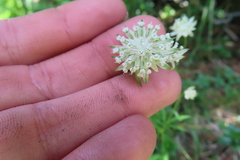 Astrantia minor