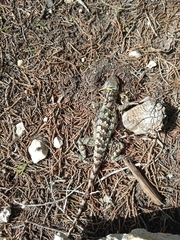 Sceloporus olivaceus