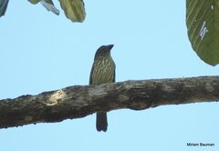 Saltator striatipectus