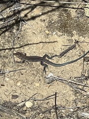 Aspidoscelis hyperythrus