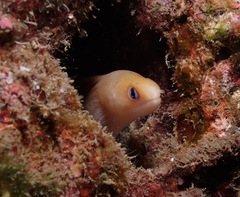 Gymnothorax melatremus
