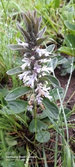Ajuga ophrydis