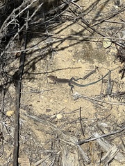 Aspidoscelis hyperythrus