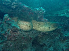 Gymnothorax flavimarginatus