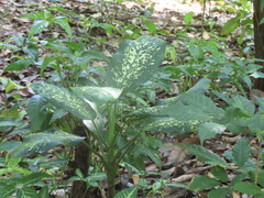 Dieffenbachia