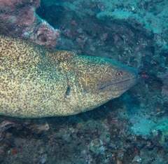 Gymnothorax flavimarginatus