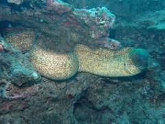 Gymnothorax flavimarginatus