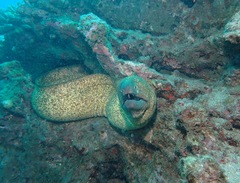 Gymnothorax flavimarginatus