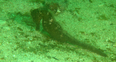 Hippocampus kuda