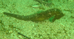 Hippocampus kuda
