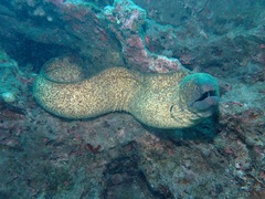Gymnothorax flavimarginatus