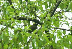 Saltator striatipectus