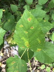 Cercospora moricola