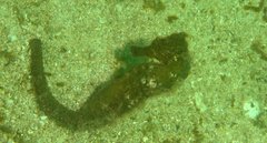Hippocampus kuda