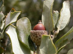 Quercus ilex