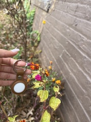 Mirabilis