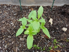 Helianthus annuus