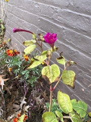 Mirabilis