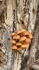 Flammulina velutipes