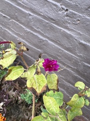 Mirabilis