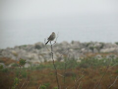 Cisticola subruficapilla