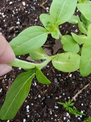 Helianthus annuus