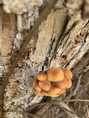 Flammulina velutipes