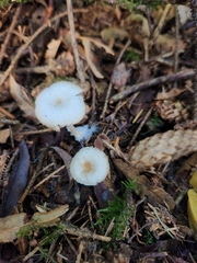 Clitocybe