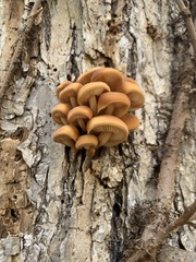 Flammulina velutipes