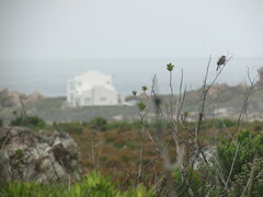 Cisticola subruficapilla