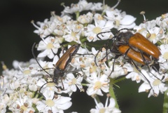 Anastrangalia dubia