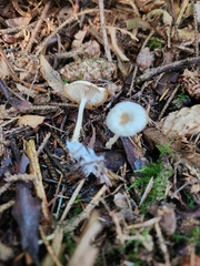 Clitocybe