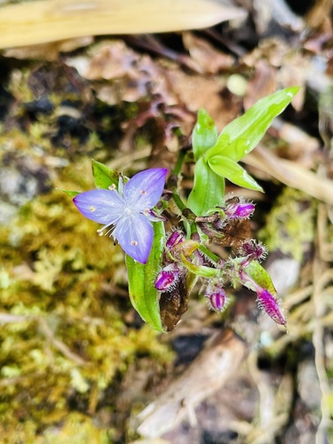Elasis hirsuta (Elasis hirsuta)