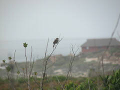 Cisticola subruficapilla