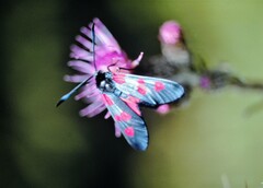 Zygaena filipendulae