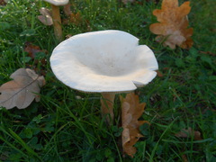 Infundibulicybe geotropa