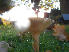 Infundibulicybe geotropa