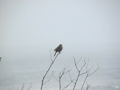 Cisticola subruficapilla