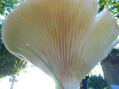 Infundibulicybe geotropa