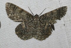 Amblychia subrubida