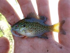 Lepomis marginatus
