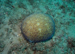 Culcita novaeguineae