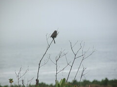 Cisticola subruficapilla